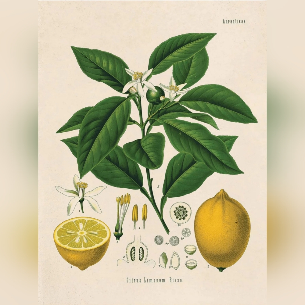 Curious Prints Lemon
